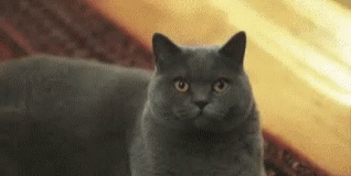 Adorable Black Cat Squinting GIF