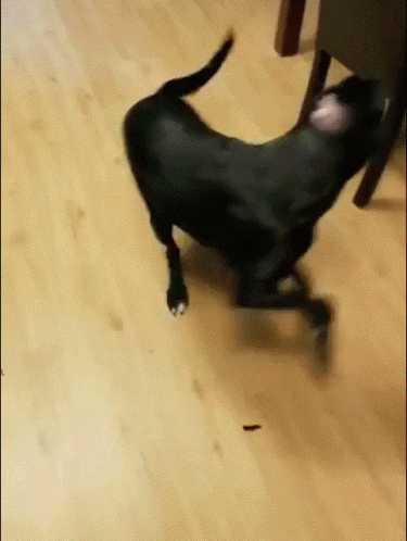 Adorable Black Dog Chasing Tail Playful GIF