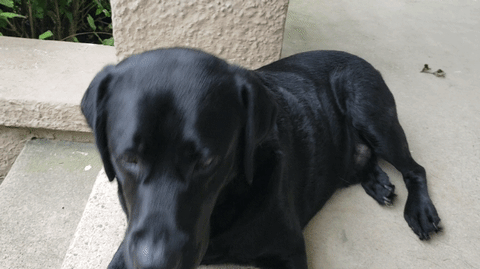 Adorable Black Labrador Dog GIF
