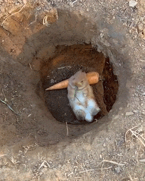 Adorable Bunny At Rabbit Hole GIF