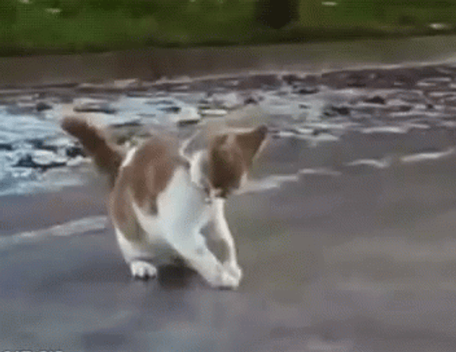 Adorable Cat Comically Slipping On Ice GIF