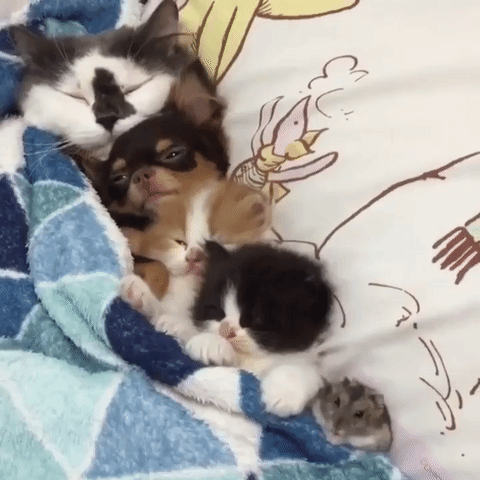 Adorable Cat Family Sleeping Bed GIF