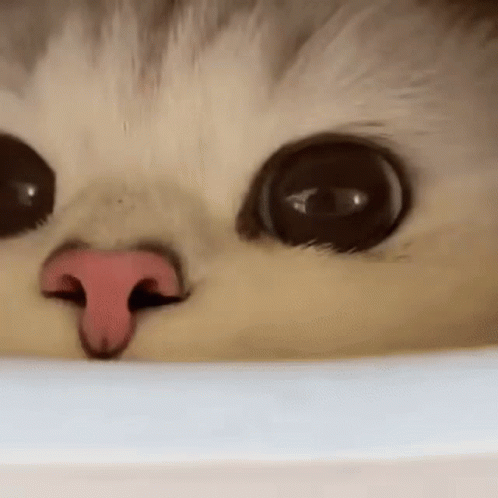 Adorable Cat Funny Nose Snifffing GIF