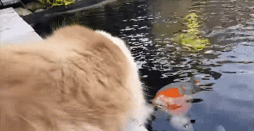 Adorable Cat Koi Fish Interaction GIF