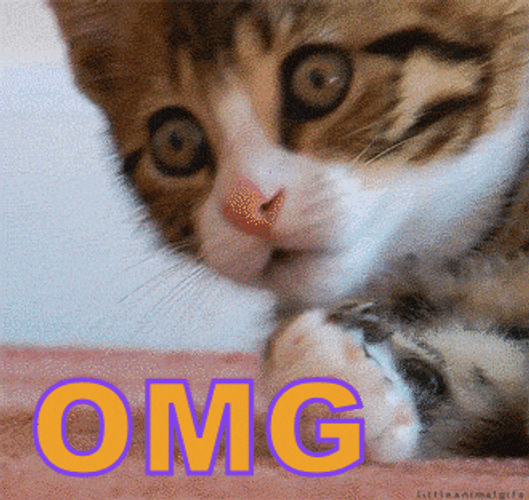 Adorable Cat Omg Reaction GIF