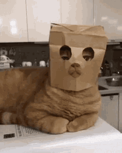 Adorable Cat Paper Bag Mask Costume GIF