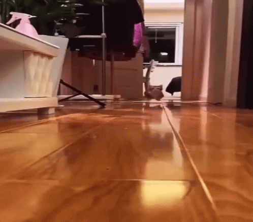 Adorable Cat Running GIF