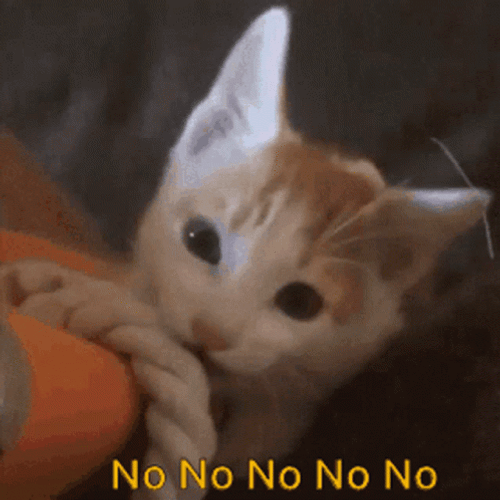 Adorable Cat Shaking Head No No GIF