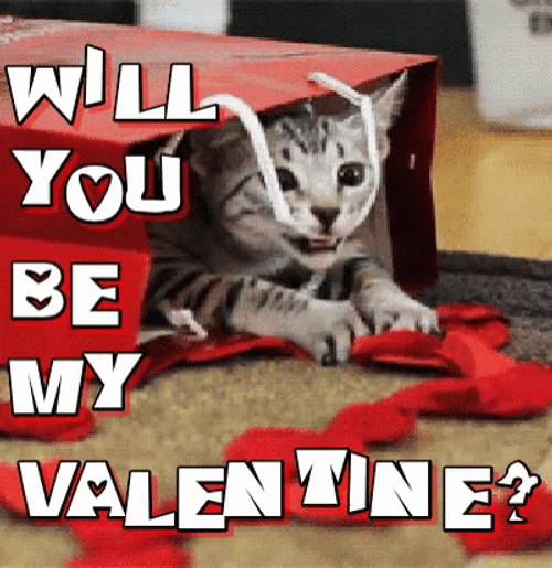 Adorable Cat Will You Be My Valentine GIF