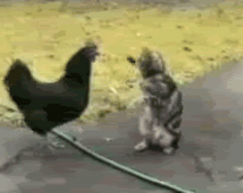 Adorable Chicken And Cat Battle GIF