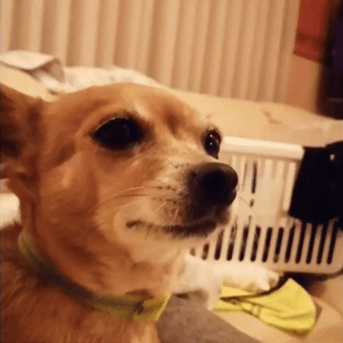 Adorable Chihuahua Loving Nose Boop GIF