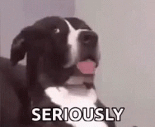 Adorable Confused Dog Seriously GIF