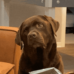 Adorable Confused Dog GIF
