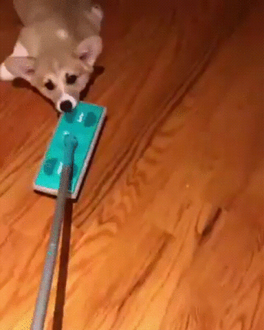 Adorable Corgi Dog Floor Slide GIF