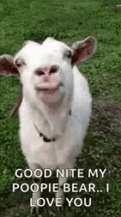 Adorable Cow Funny I Love You GIF