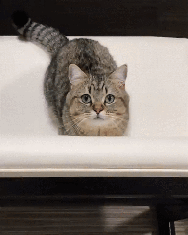 Adorable Cute Cat Bath Tub GIF