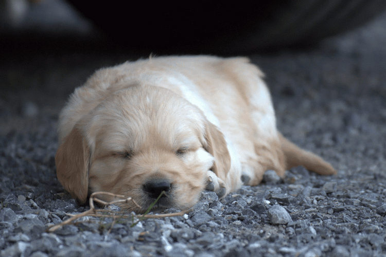 Adorable Cute Dog Sleeping GIF