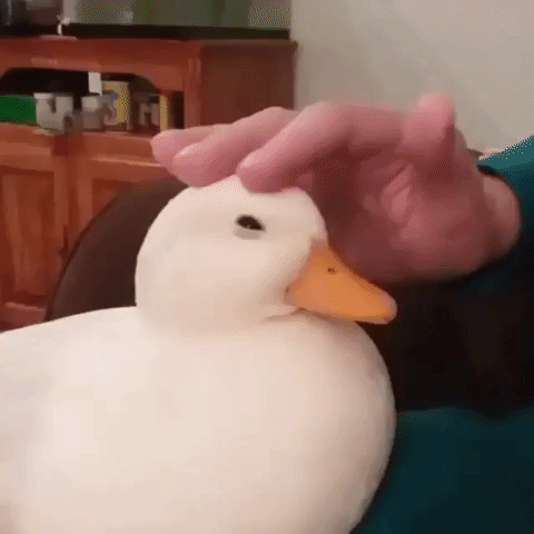 Adorable Cute Duck Patting Head GIF
