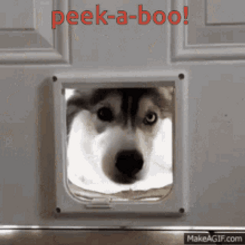 Adorable Cute Husky Dog Peek A Boo GIF