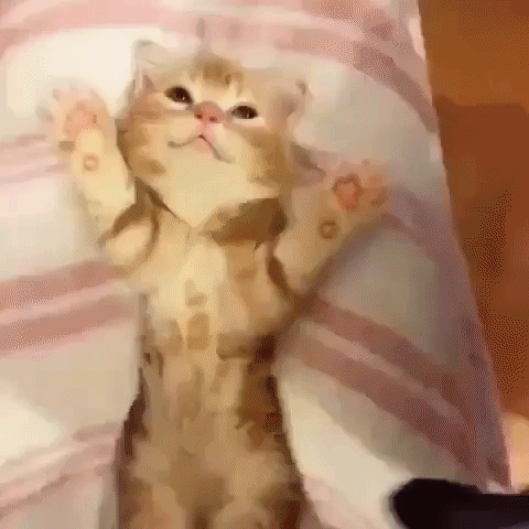 Adorable Cute Kitten Bed Paws GIF