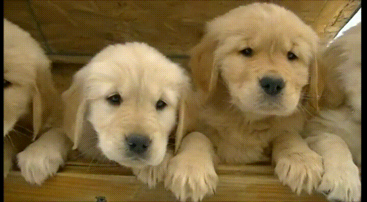 Adorable Cute Sad Puppies GIF