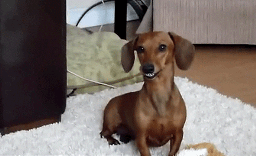 Adorable Dachshund Dog Cute Little Smile GIF