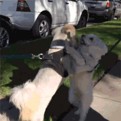 Adorable Dancing Dog Couple GIF