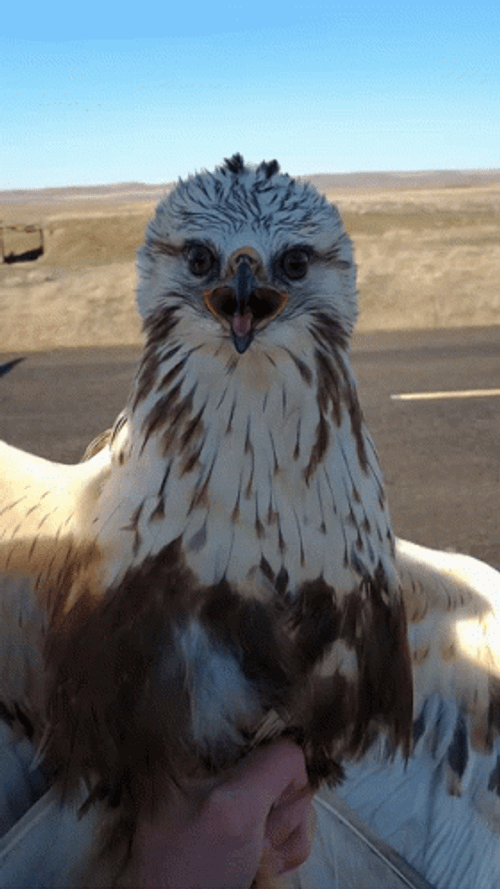 Adorable Dancing White Hawk GIF