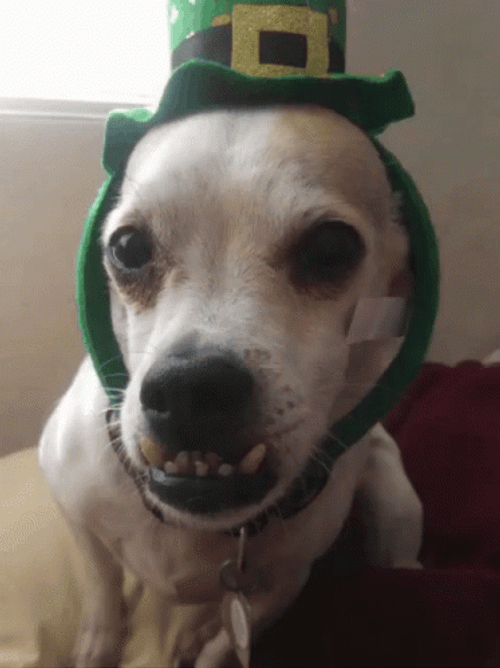 Adorable Dog Christmas Hat British Teeth GIF