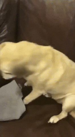 Adorable Dog Disguised Robber Meme GIF