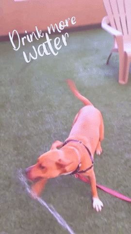 Adorable Dog Drink Water Through Hose GIF