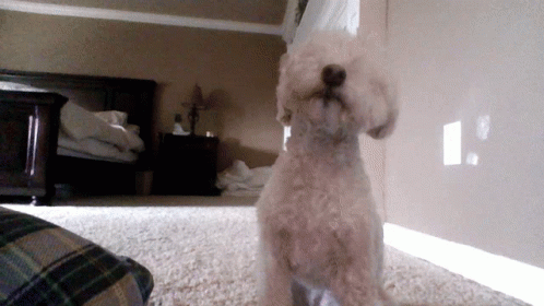 Adorable Dog Friendly Sniffing GIF