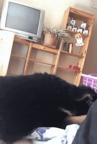 Adorable Dog Funny Head Flip GIF