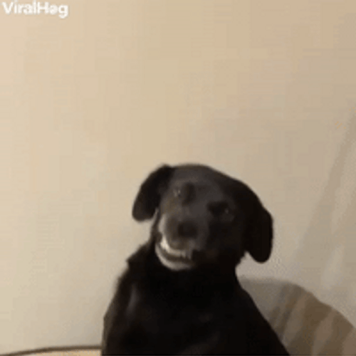 Adorable Dog Giving Big Smile GIF