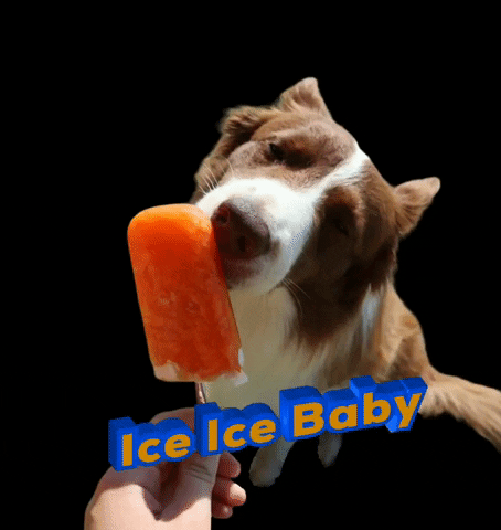 Adorable Dog Ice Cream Ice Ice Baby GIF