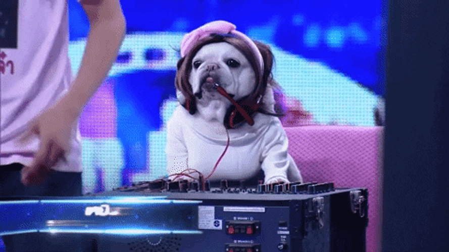 Adorable Dog On Dj Mixer GIF