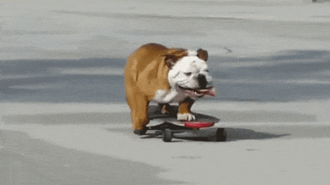 Adorable Dog Riding Skateboard GIF