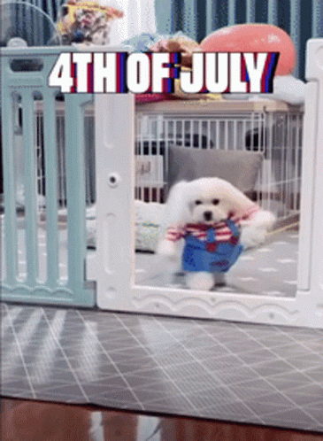 Adorable Dog Running Fourth Of July GIF