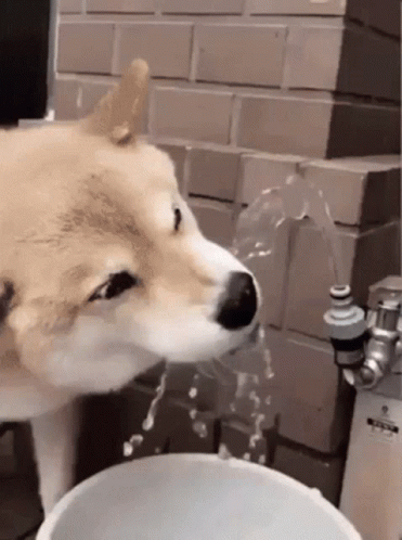 Adorable Dog Staying Cool GIF