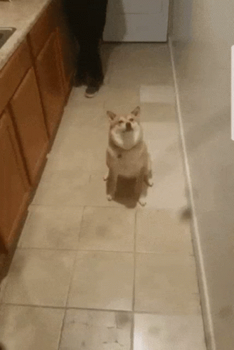 Adorable Dog Waiting Winking GIF