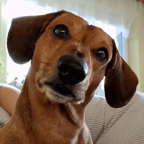 Adorable Dog Winking Head Tilt GIF