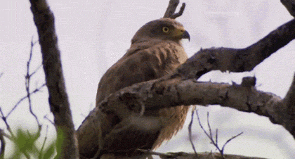 Adorable Dramatic Eagle Reaction GIF