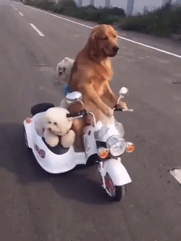 Adorable Family Dogs Driving Road Trip GIF