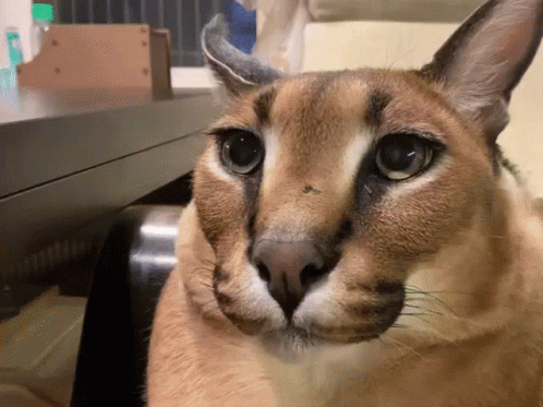 Adorable Floppa Looking Anxious GIF