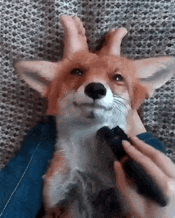 Adorable Fox Relax Hair Comb GIF