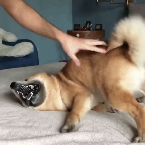 Adorable Funny Dog Spank GIF