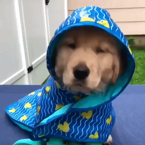 Adorable Golden Retriever Dog Rain Coat GIF