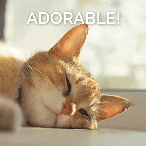 Adorable Goodnight Cat GIF