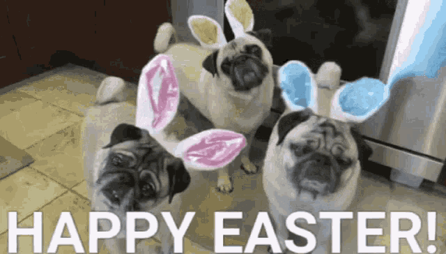 Adorable Happy Easter Pugs GIF