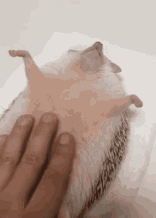 Adorable Hedgehog Loves Rubbing His Belly GIF